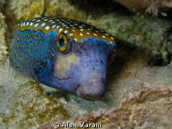Ostracion meleagris. Note the small sheer shrimp on top.
... by Alex Varani 